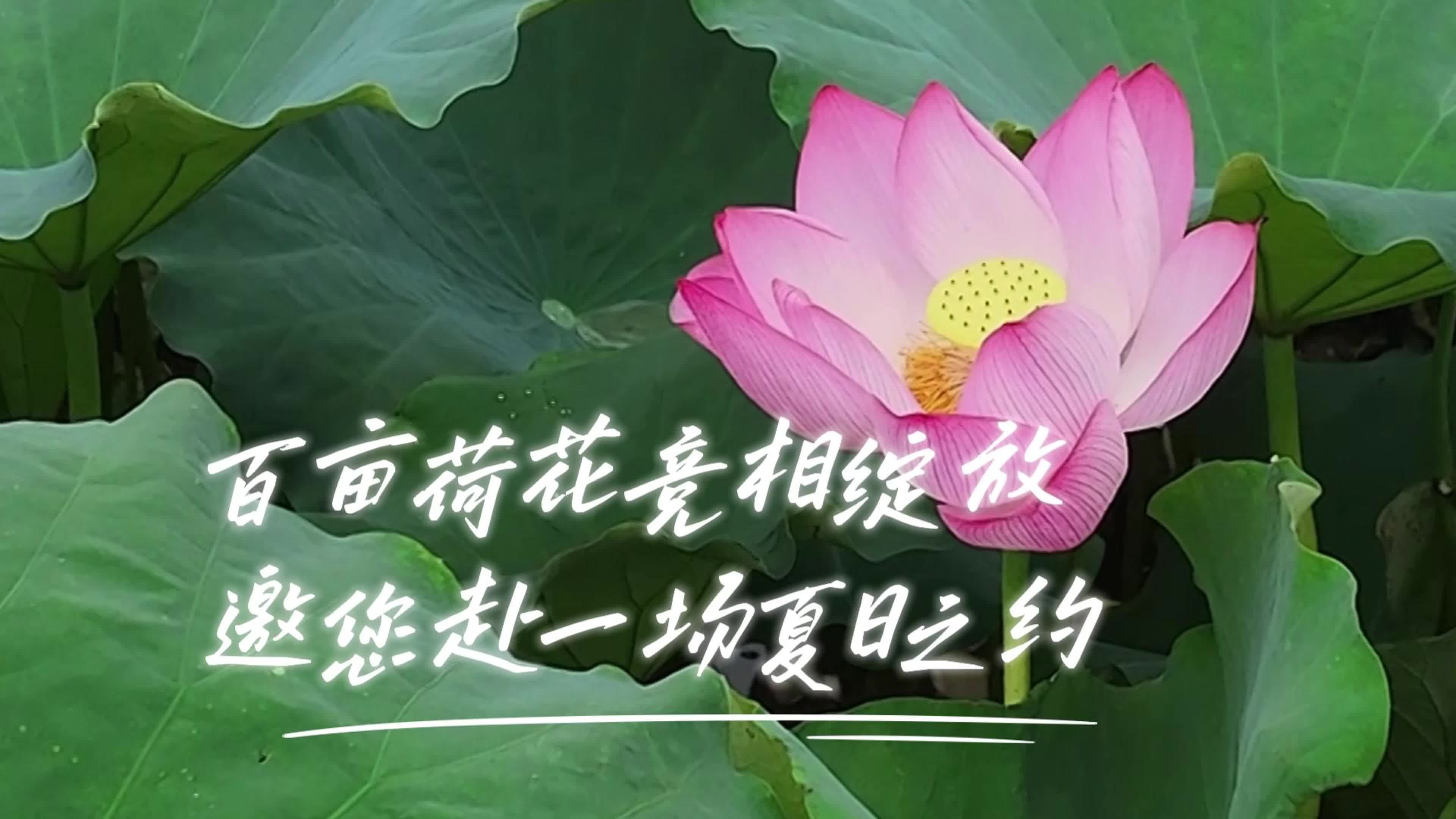 百亩荷花竞相绽放 邀您赴一场夏日之约