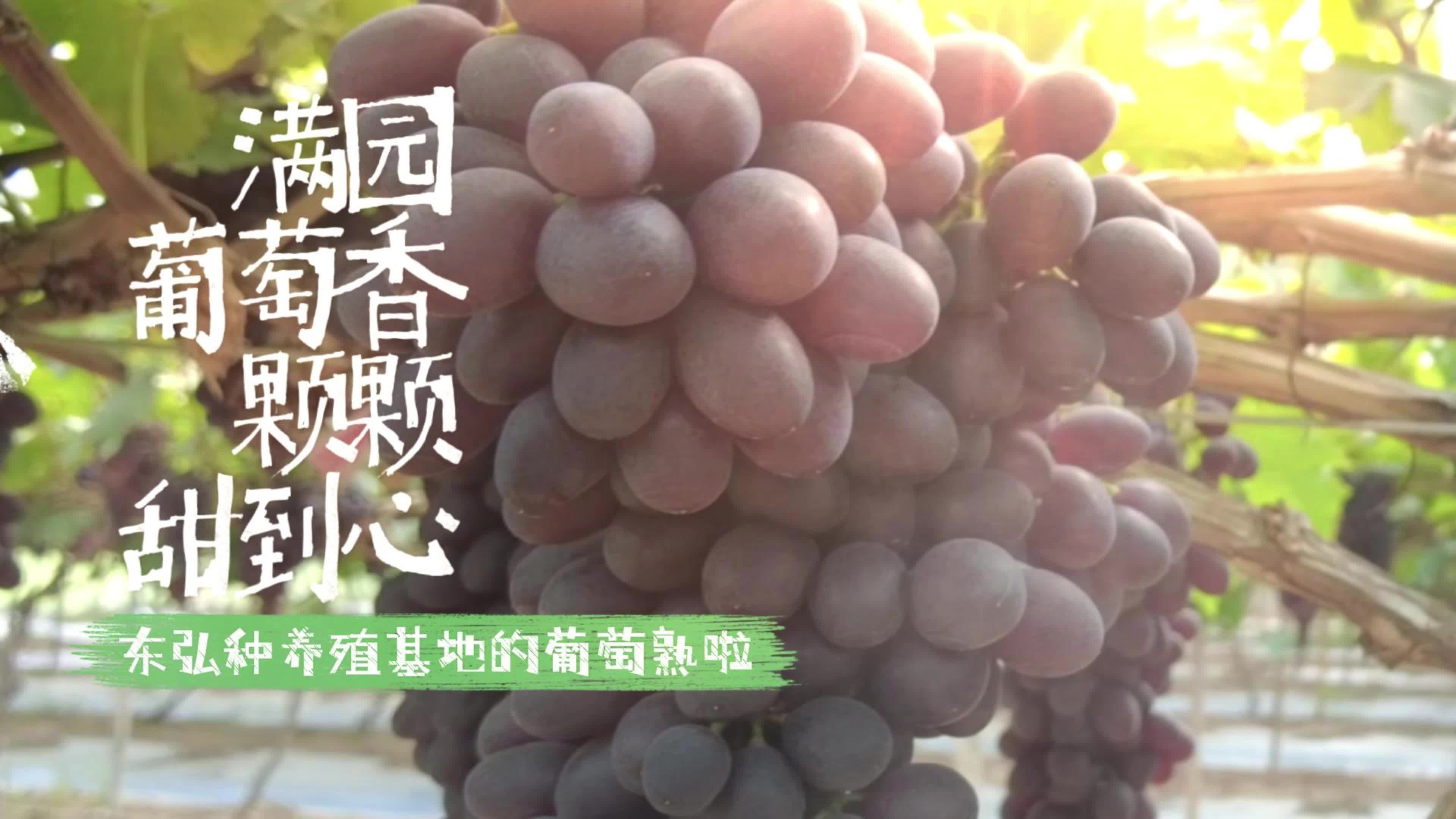 满园葡萄香，颗颗甜到心！东弘种养殖基地的葡萄熟啦！