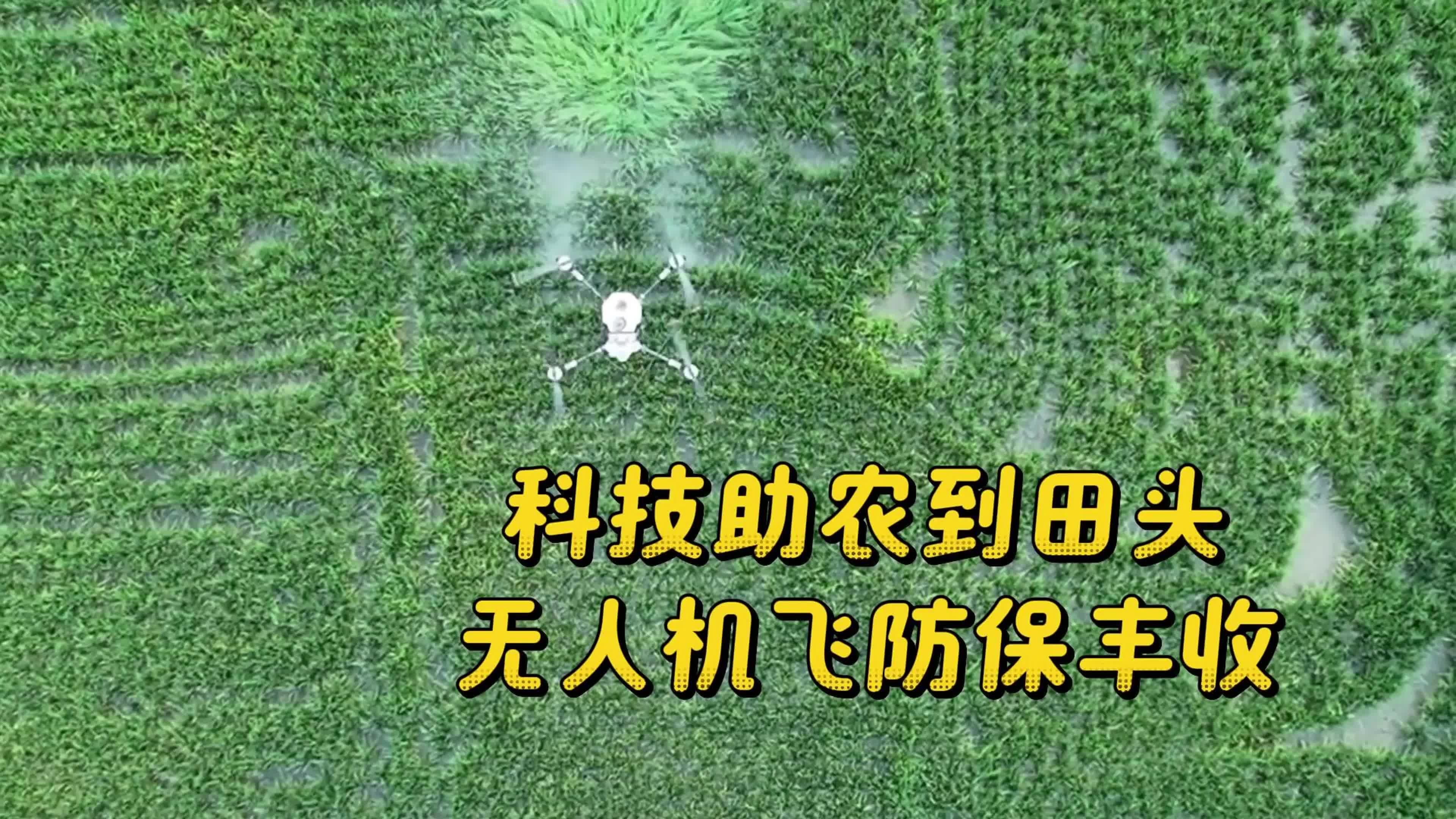 科技助农到田头 无人机飞防保丰收