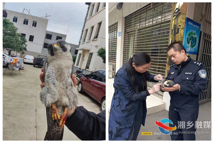 湘乡：爱心接力 助“隼”重回蓝天