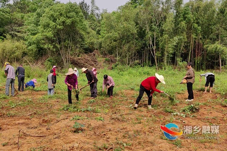 [龙洞镇]扎实开展新增耕地“春苗”行动