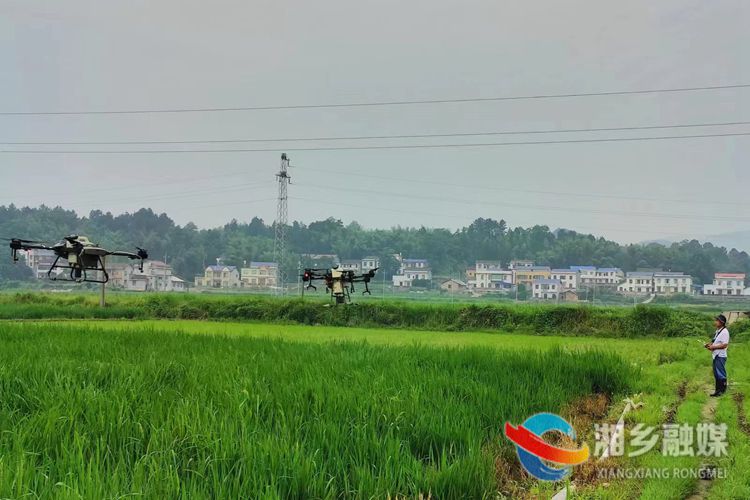 [梅桥镇]早稻穗期“治虫”忙 “飞防”除虫促生长