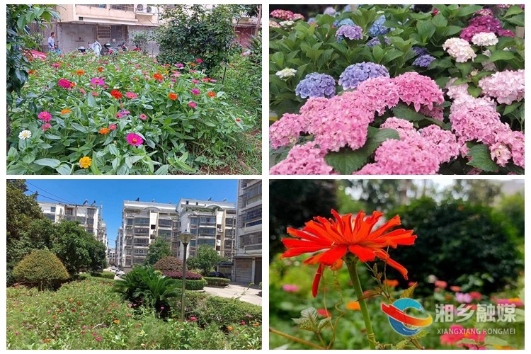 [昆仑桥街道]花开正艳 居民赏花乐开怀