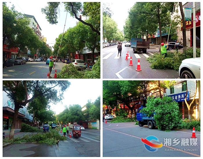[城管局]为树“理发”解民忧 守护夏日一抹绿