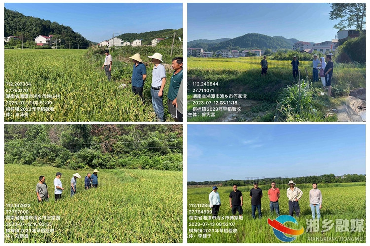 [棋梓镇]早稻测产验收忙 农民增收添希望