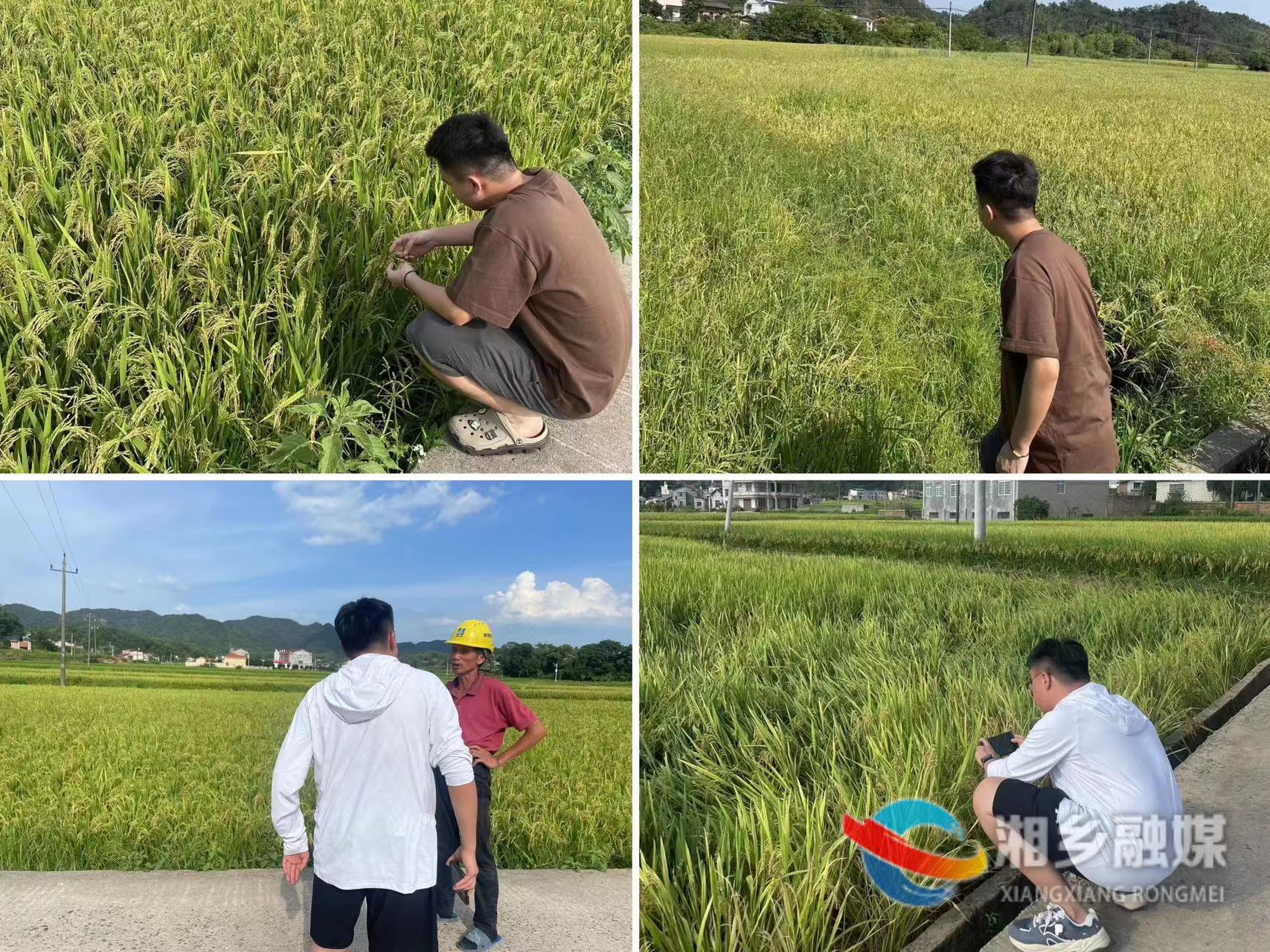 [梅桥镇]开展水稻保险现场查勘行动 为农户保驾护航