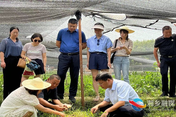 [中沙镇]落实“四敢”要求 赋能竹荪种植