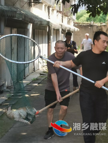 [望春门街道]无害化处置疯狗 保障市民安全