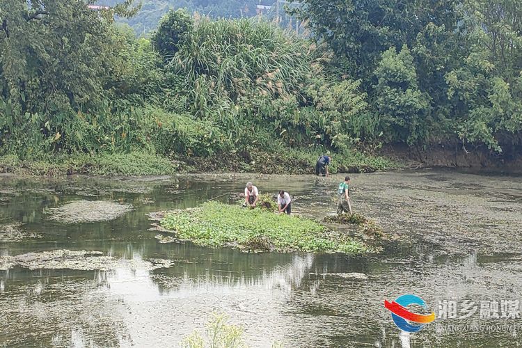 [白田镇]清理打捞水草 提升水域环境