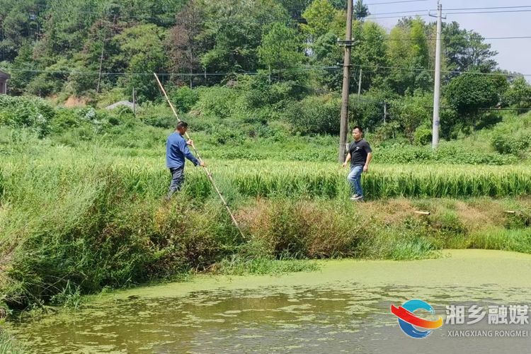 [白田镇]拆除非法捕鸟网 助推生态环境保护
