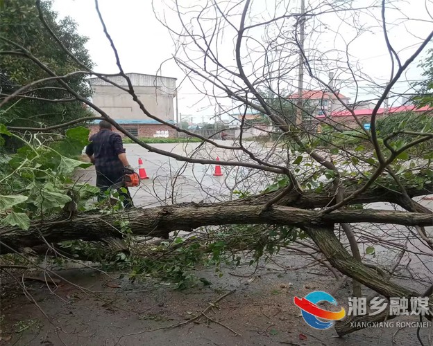 [望春门街道]清理枯树隐患 确保一方平安