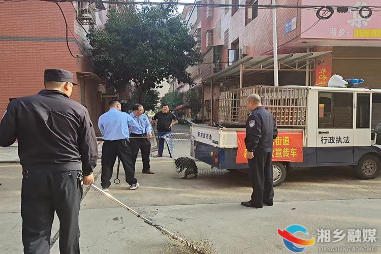 [新湘路街道]开展流浪犬抓捕行动 倡导文明养犬新风
