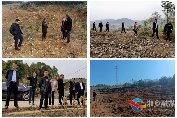 [壶天镇]调研“两茶”产业发展  助力乡村振兴