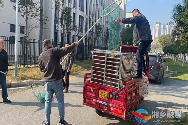 [东山街道]依法文明养犬 共建和谐家园