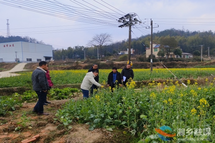 [金石镇]精心培育指导 护航油菜花节