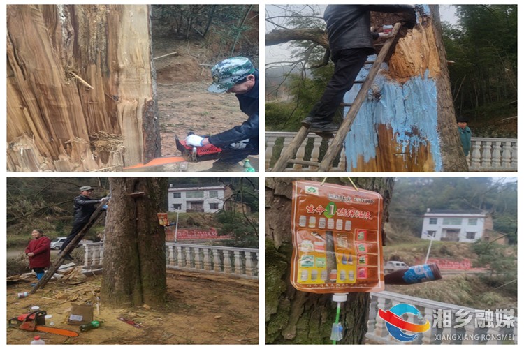 [中沙镇]保护古树名木 守住“绿色乡愁”