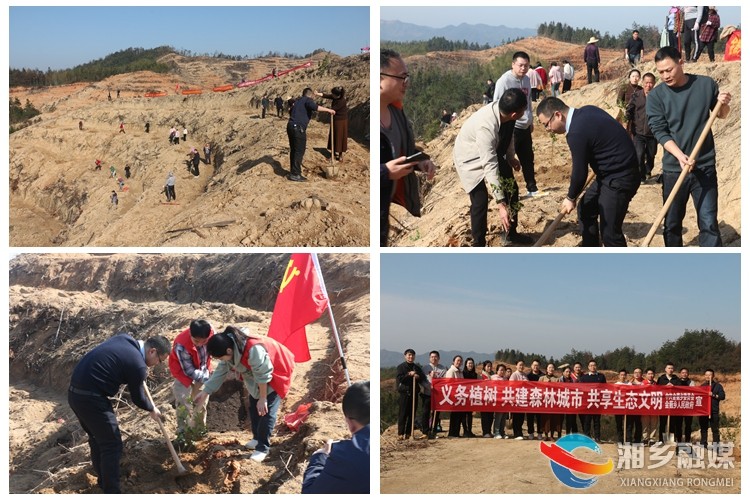 [金薮乡]栽种油茶苗 添绿护青山