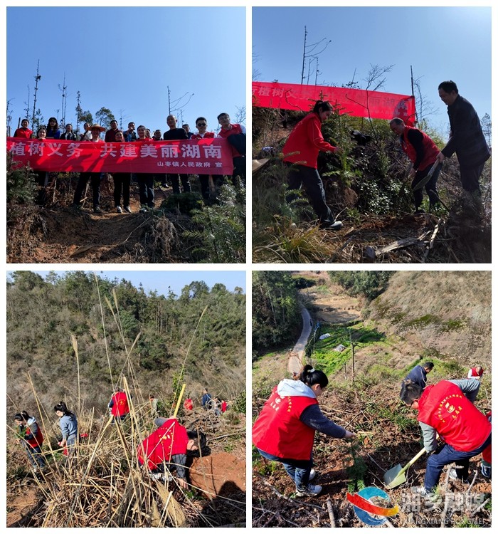 [山枣镇]奔赴青山 种下新绿