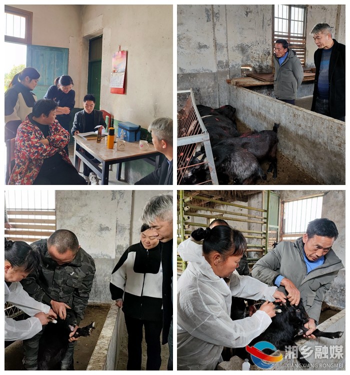 [山枣镇]开展动物防疫工作 筑牢畜禽养殖“防护网”