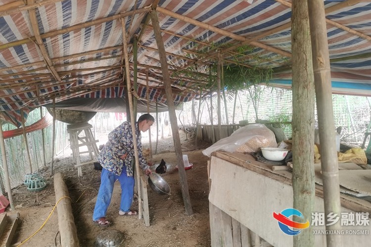 [泉塘镇]“小庭院”变“增收园” 释放乡村振兴新活力