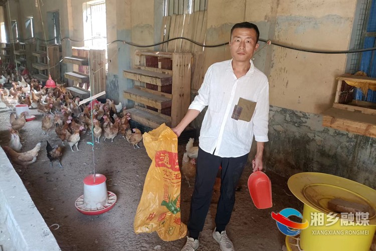 [龙洞镇]土鸡“跑”出致富路 助力乡村振兴