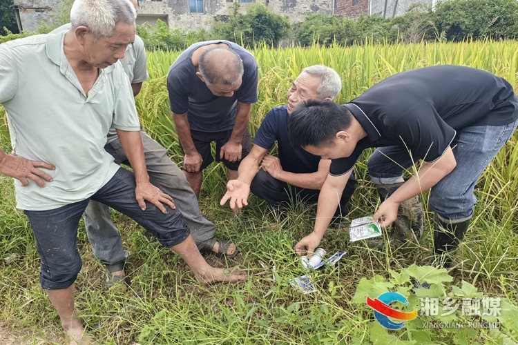 [金石镇]加强病虫害防治 助力粮食丰产丰收