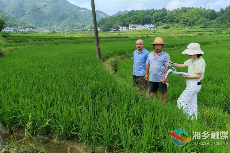 [月山镇]抓实水稻病虫害防治工作 护航粮食安全
