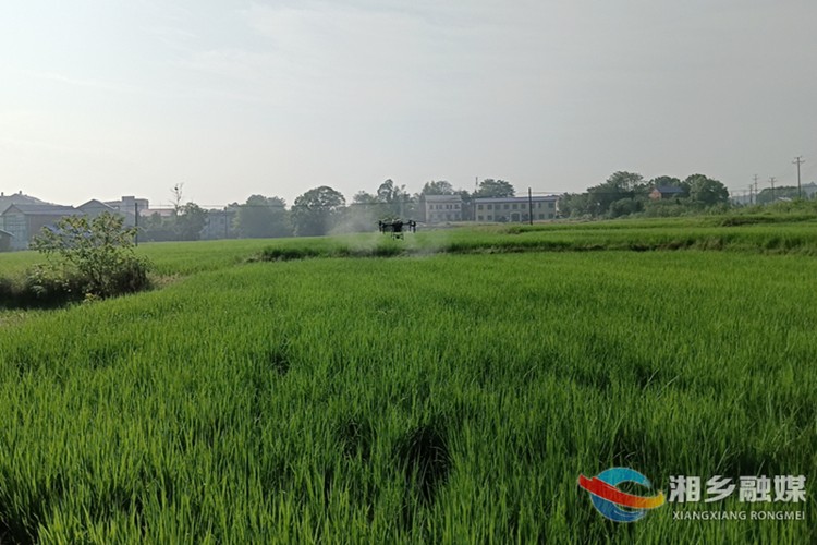 [月山镇]科技赋能促秋粮增收