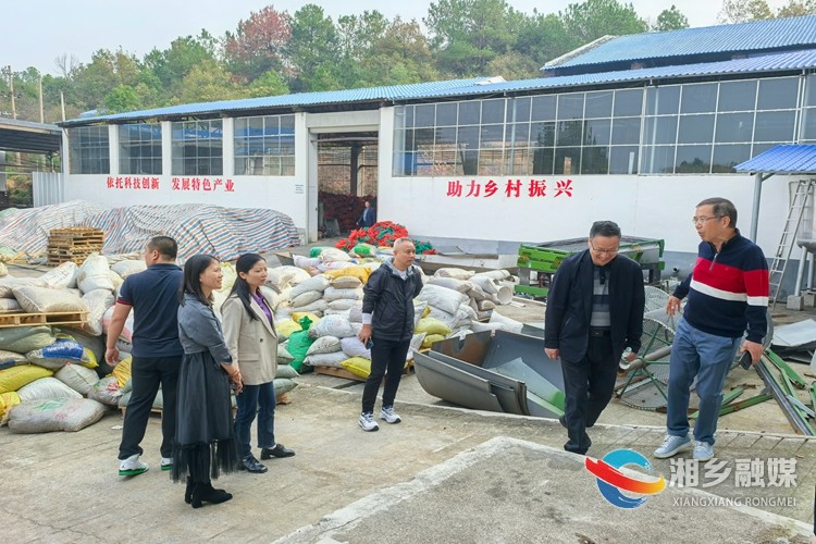 [龙洞镇]专题调研助推油茶产业高质量发展
