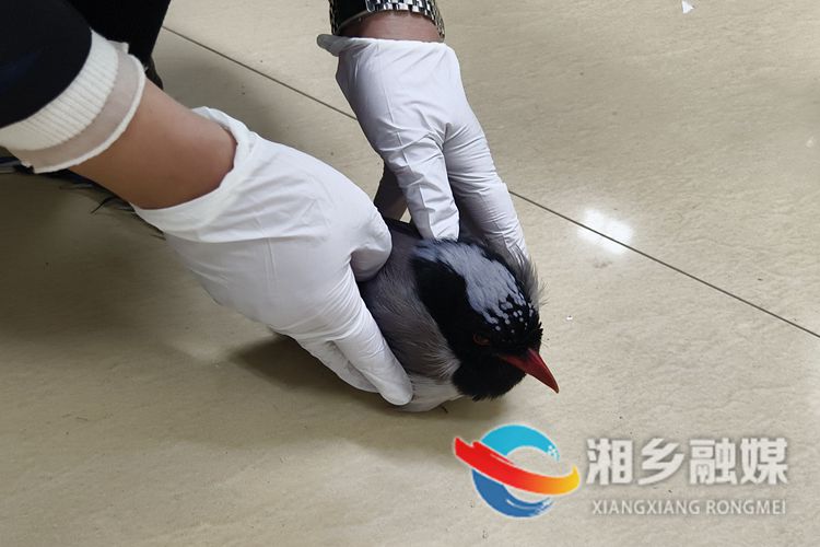 [林业局]救助红嘴蓝鹊 诠释“爱鸟周”真谛