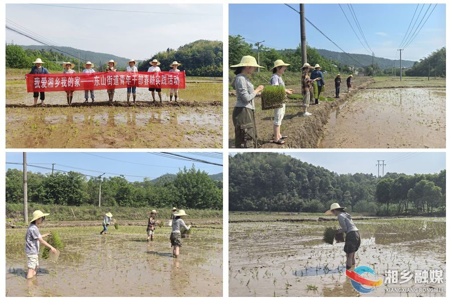 【我爱湘乡我的家】[东山街道]“田间课堂”墩苗壮骨 劳动实践淬炼成长