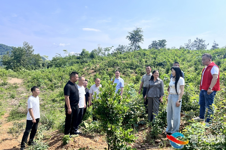 [壶天镇]人大代表实地调研 助力油茶产业高质量发展
