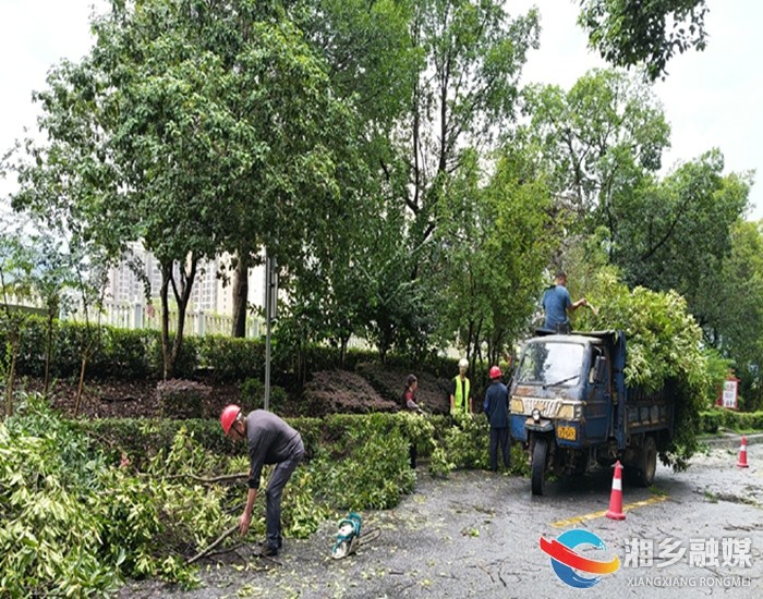 [城管局]紧急处置倒伏树木 保障市民出行安全