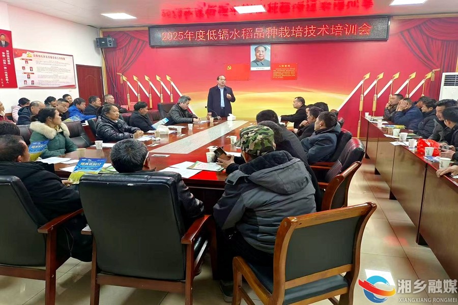 [山枣镇]银发人才工作站的“稻田守望”