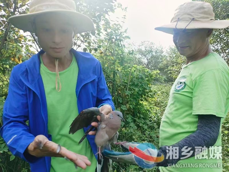[湘潭民间林长湘乡市中队]拆除“夺命网” 救回放归鸟